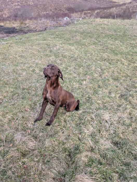 2 year old GSP