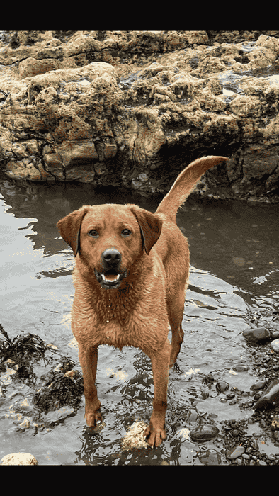 Fox red Labrador pups