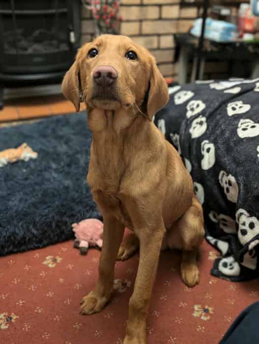 6 Month Old Fox Red Pup