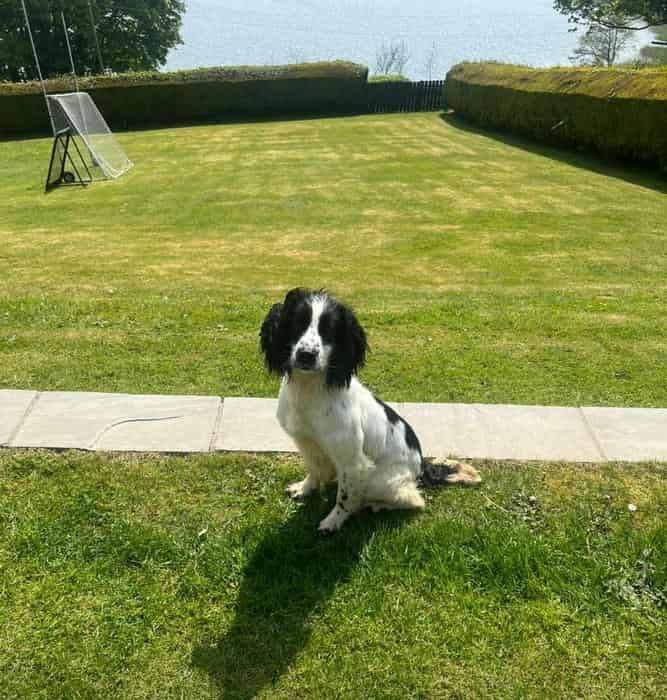 Part trained black and white springer spaniel