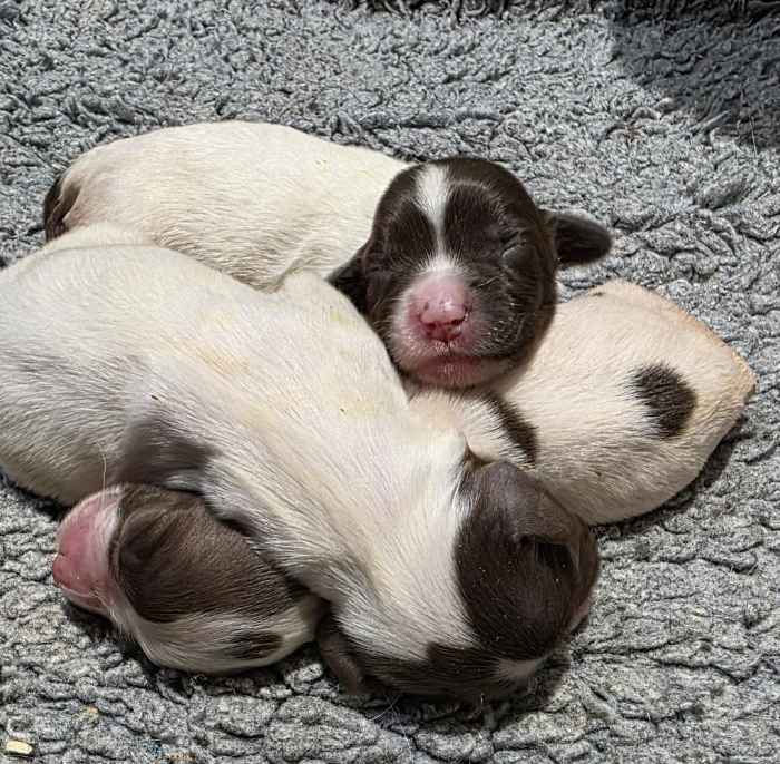 L/W PUPS, CHAMPIONSHIP WINNER TYSON, FULLY HEALTH TESTED