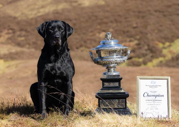 2024 Championship Winner sired puppies - FTCh Rustler Master