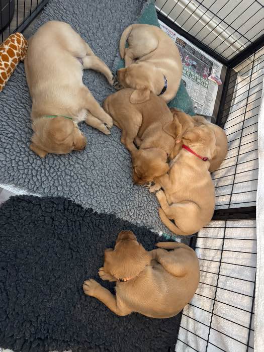 Yellow/red pedigree Labrador puppies