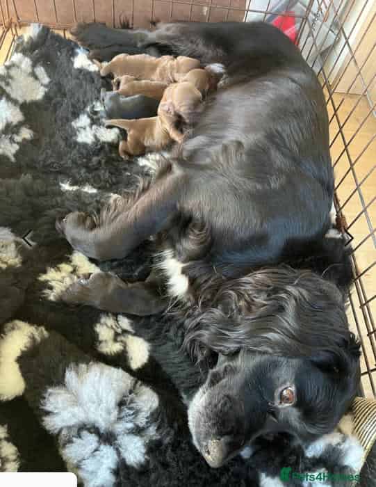 Working cocker spaniel puppies