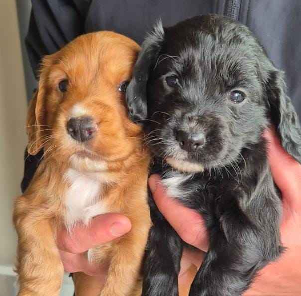 Working cocker pups