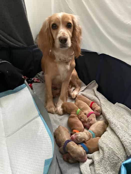 Beautiful Working Cocker Spaniel Puppies – KC Registered, Ready 31 May
