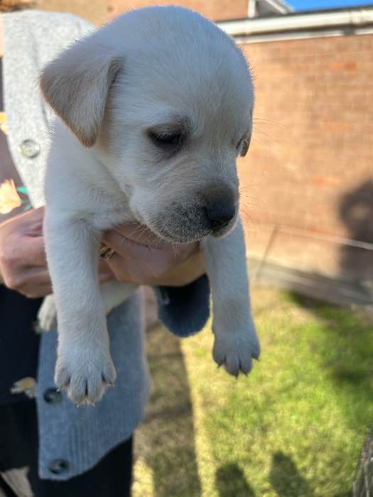 Labradors puppies