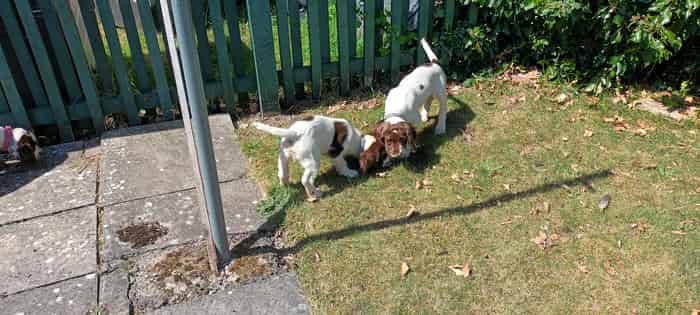 Working Springer Spaniel Puppies