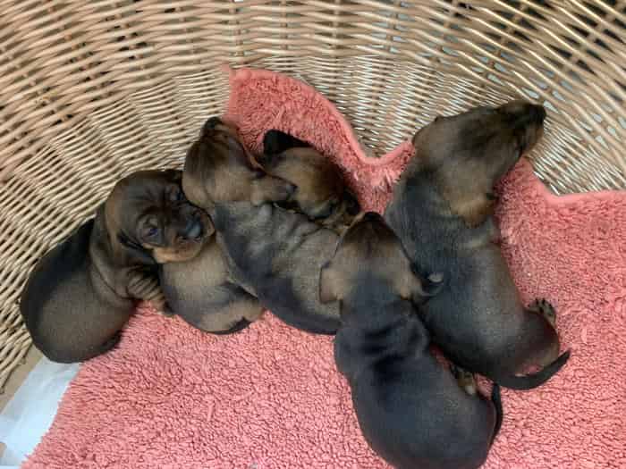Working Teckle Pups