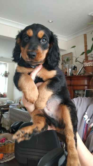 3 Black and Tan Cocker Spaniel Puppies