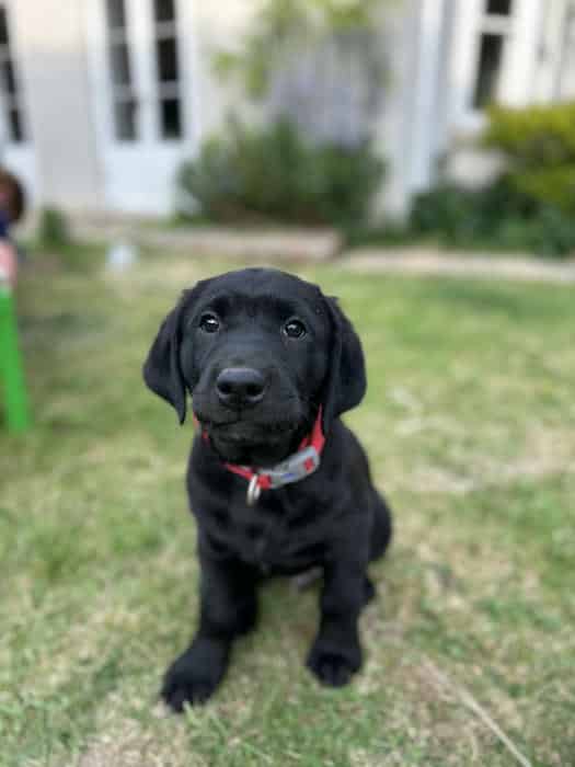 Stunning Black Labrador Puppies