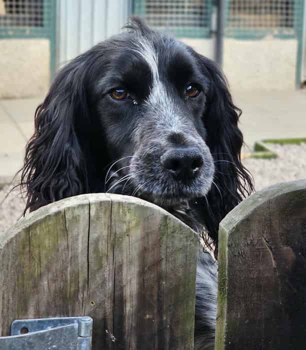 Cocker at Stud