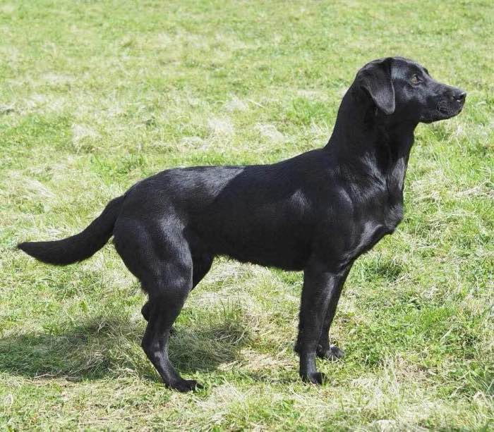 Fully health tested working Labrador retriever litter
