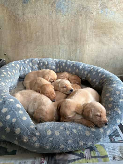 KC Reg Yellow Lab Pups
