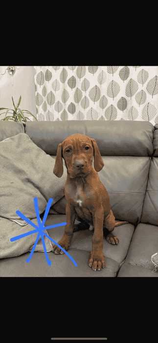 3 Gorgeous Male Hungarian Vizlas