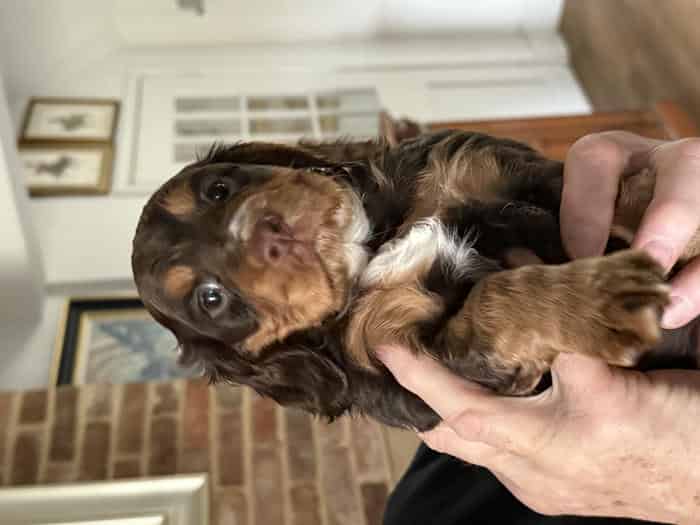 Delightful Working Cocker Spaniel Puppies