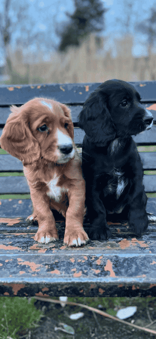 Working welsh cocker spaniels KC registered 1 red make 1 black and white female tailed docked