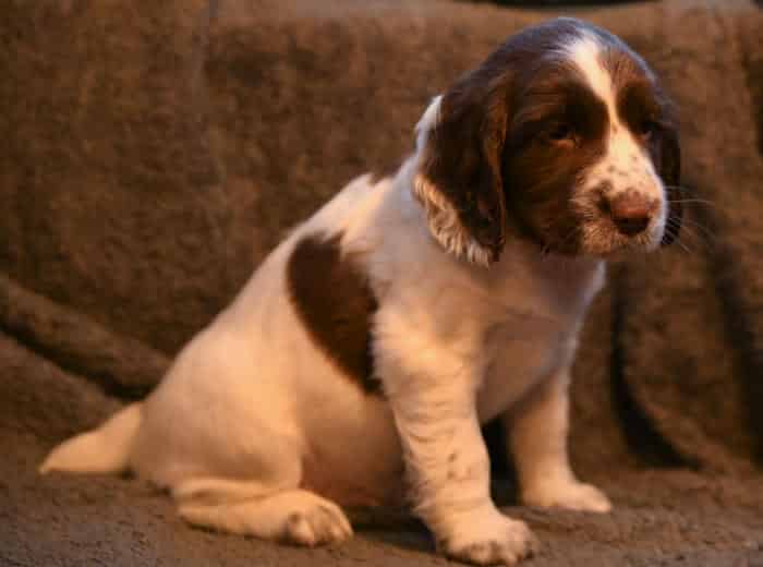 Stunning LW ESS Puppies from good working trialling lines- KC lines with 5 generation pedigree