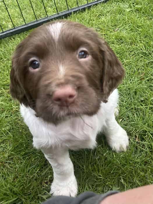 Chunky traditional springer pup. KC’ed D&DC’ed