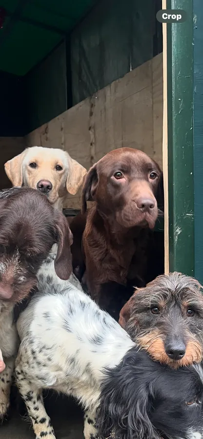 Testing dogs on offer