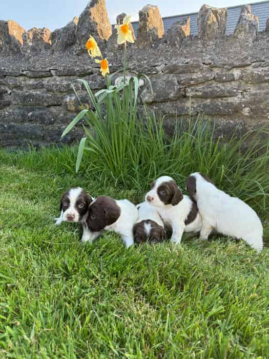 Purpose Bred English Springer Spaniel