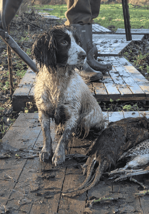Springer Spaniel Bitch Trained