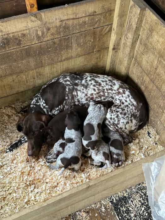 German Shorthaired Pointer pups Gamekeeper bred