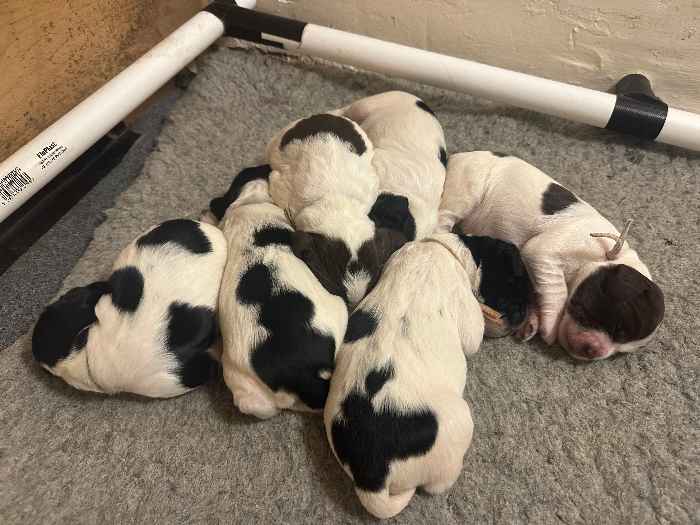 Beautiful KC registered puppies