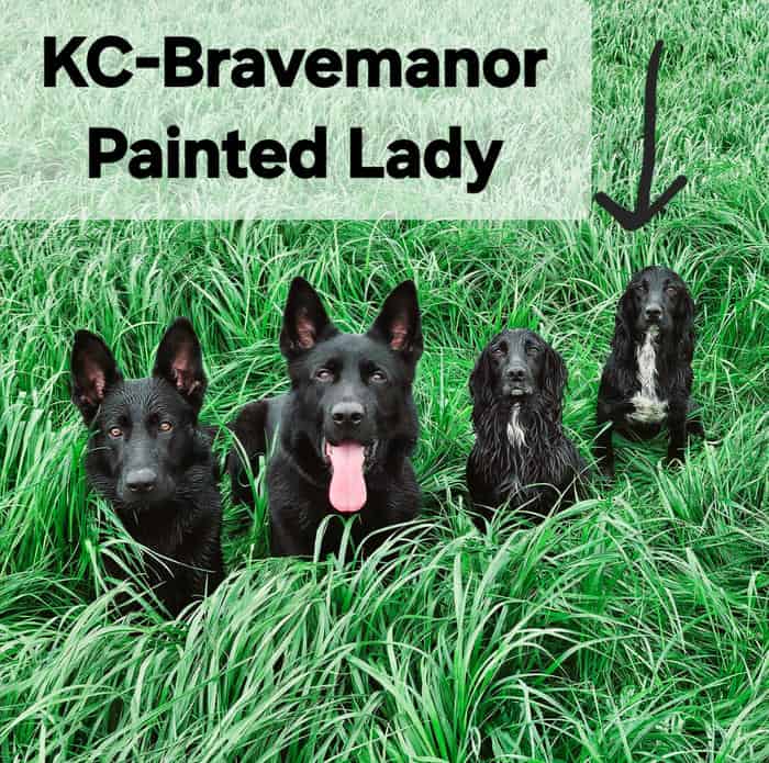 KC Reg Working Cocker Spaniel Pups