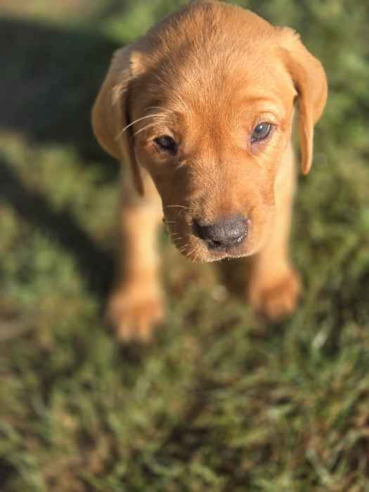 Beautiful Fox Red Labradors For Sale