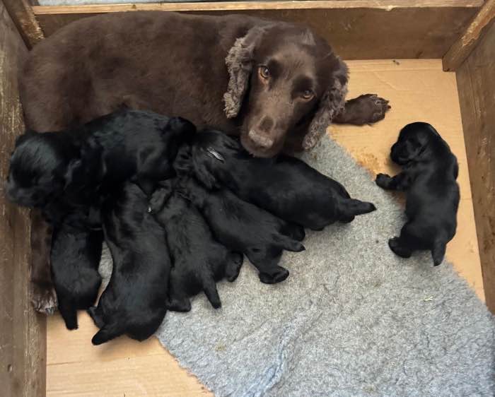 Stunning black working cocker spaniels from winning lines