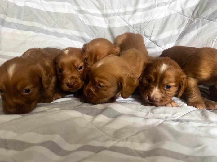 Health tested / KC reg working cocker spaniels pups