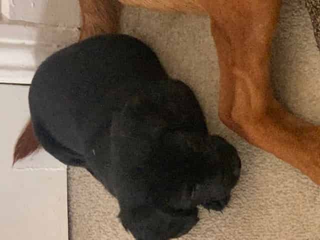 Springer Labrador Cross