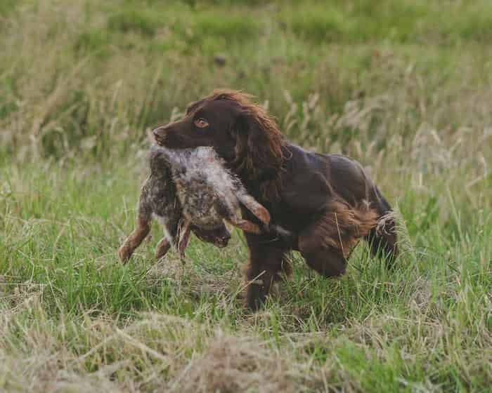FTAW Fully Health Tested Working Cocker Stud