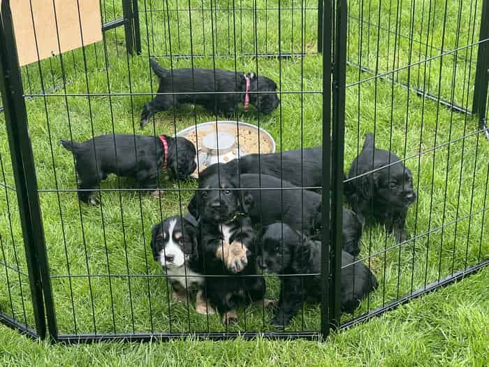 Working Cocker Puppies