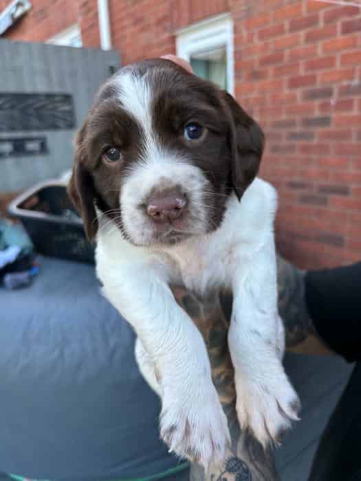 KC REG ESS PUPPIES LIVER AND WHITE
