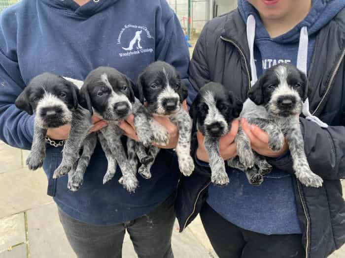 Five Star Council Registered Litter of GWP