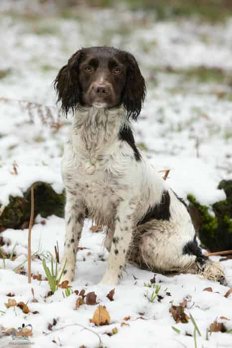 L/W Springer Stud