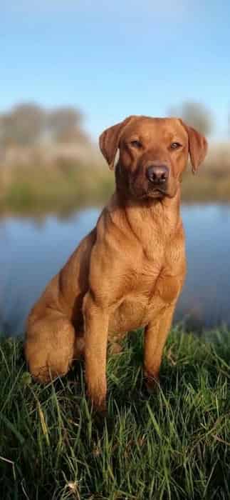 Fox Red Working Labrador puppies