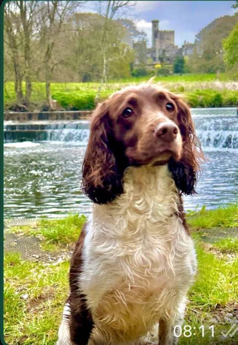 Waiting list open KC working Springer spaniel puppies.