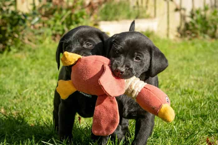 Kc reg labrador