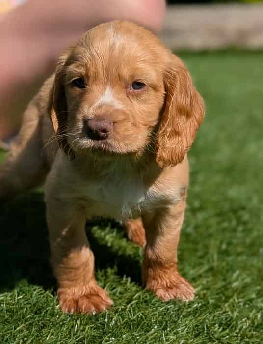 Kc cocker spaniel pups