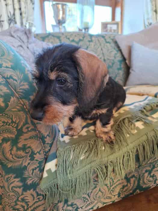 Teckel Pup