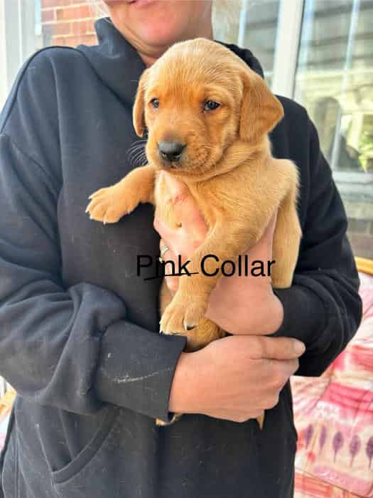 FRL BITCH PUPPIES