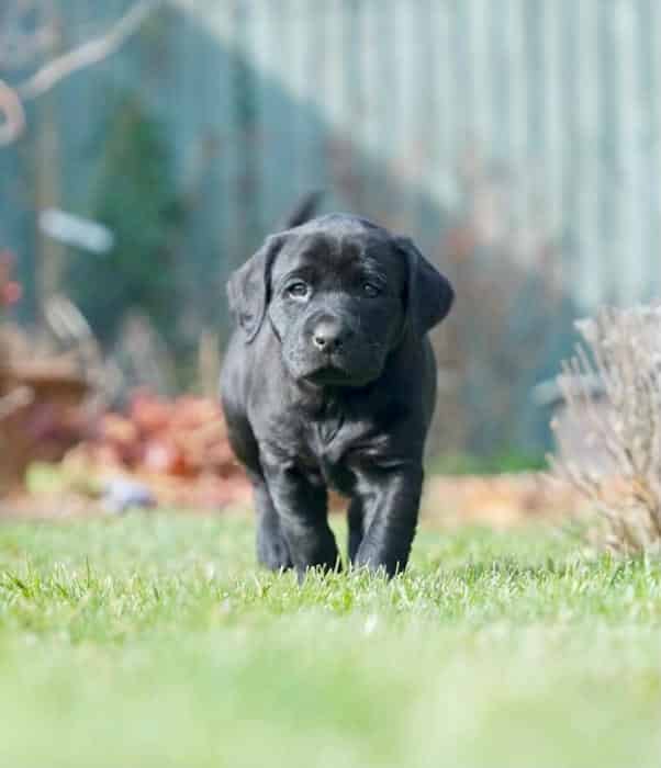Exceptional Black Labrador Puppies