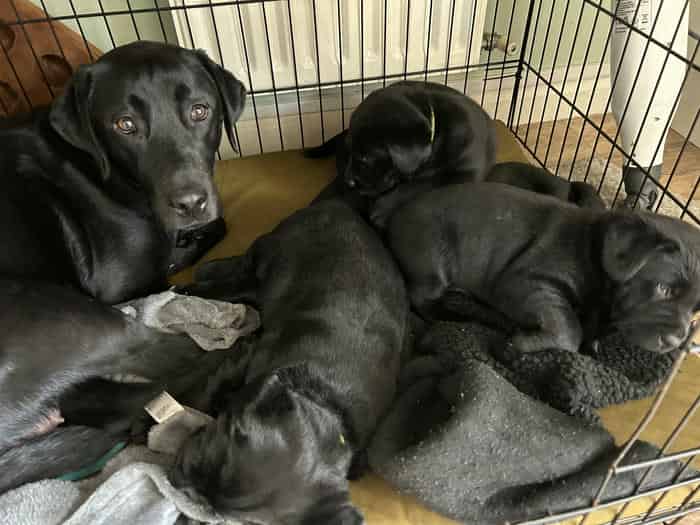Labrador puppy