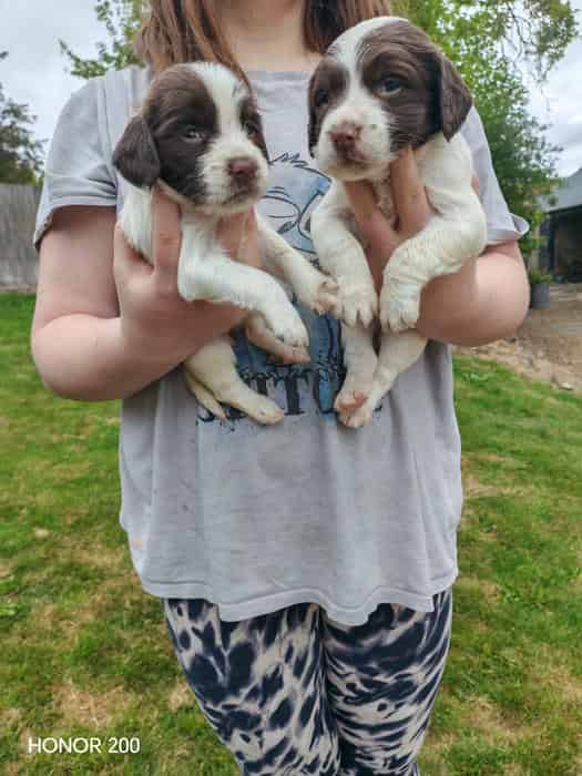 Sprocker Puppies
