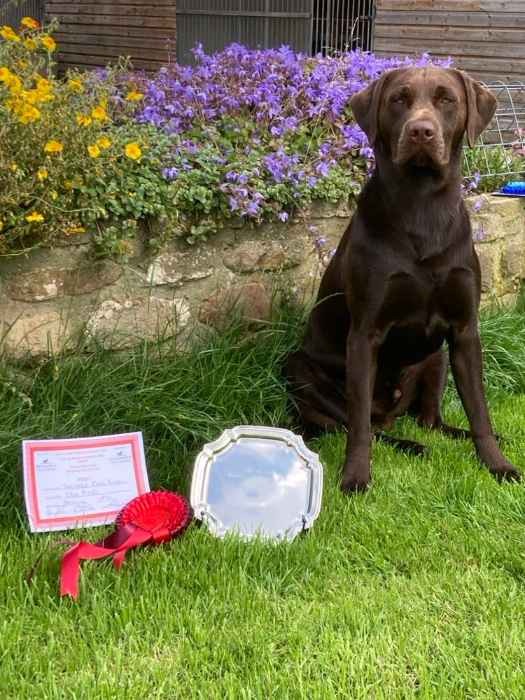 Stunning Litter of Working Chocolate Labradors