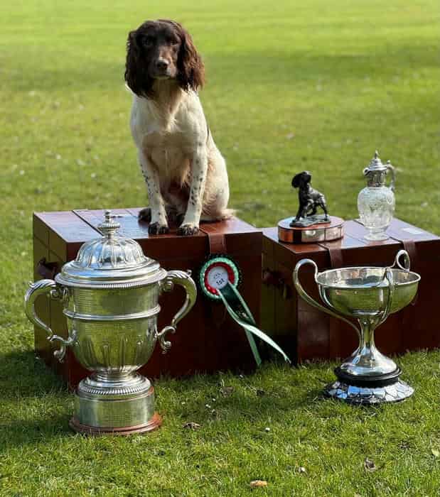 CHAMPIONSHIP WINNER 2025,ROSEBAY BLUE, HEALTH TESTED