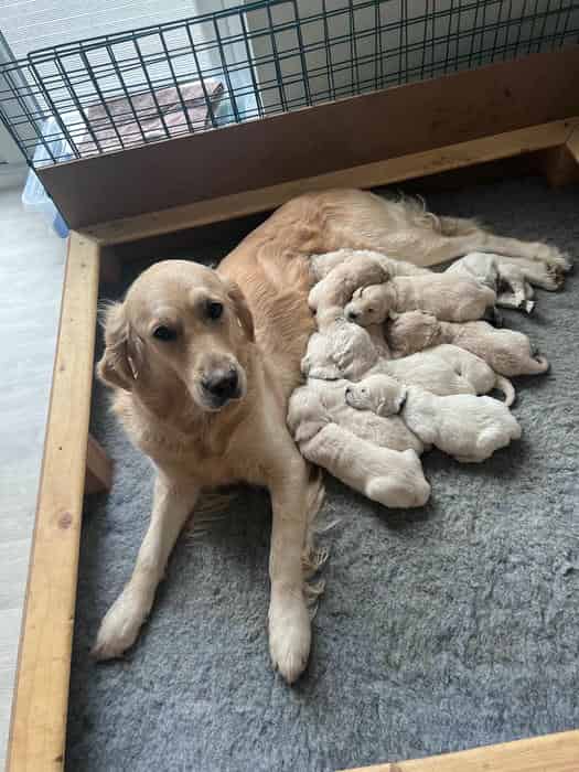 Beautiful Pure Golden Retriever